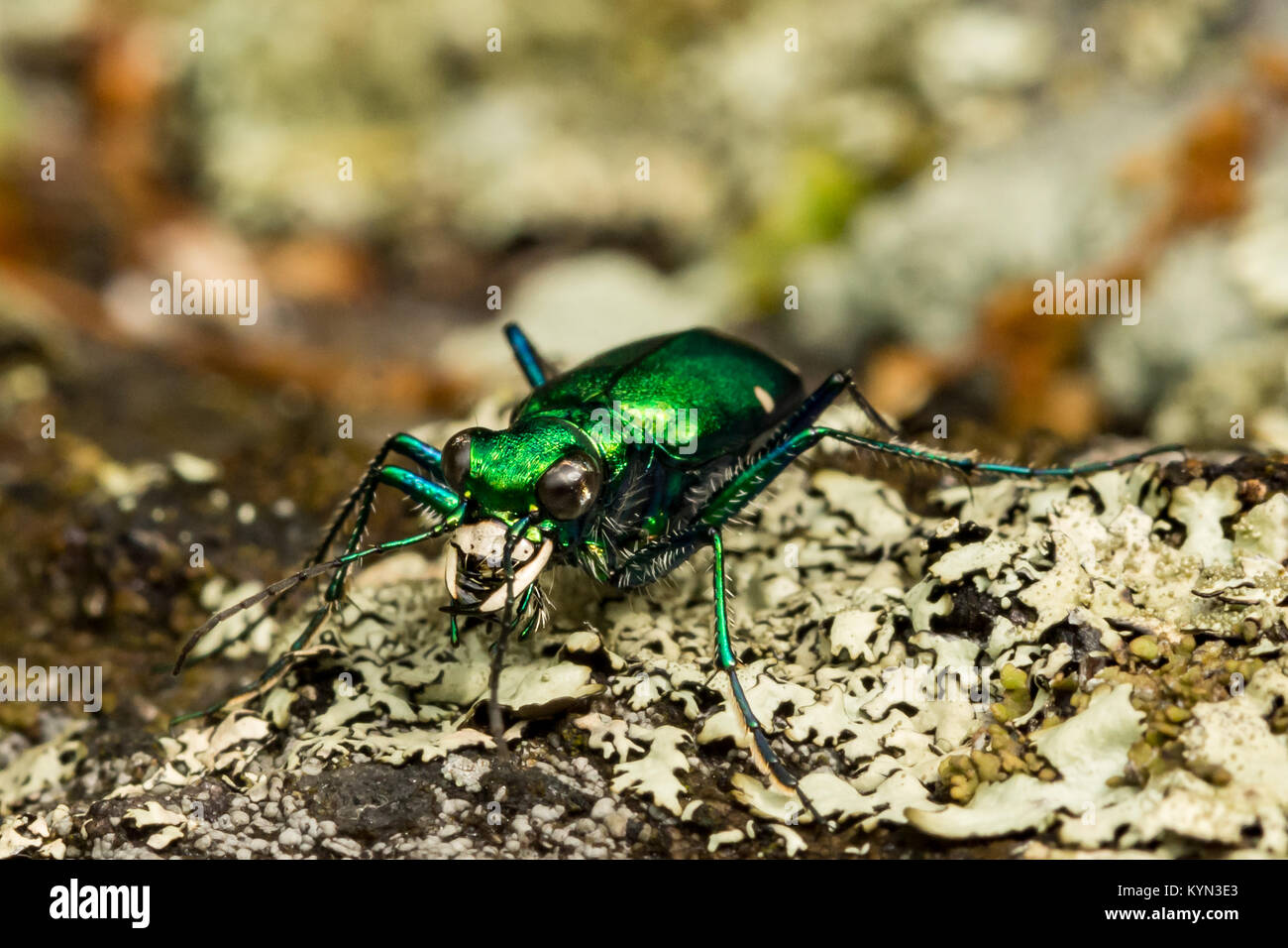 Sechs - spotted Tiger Beetle Stockfoto