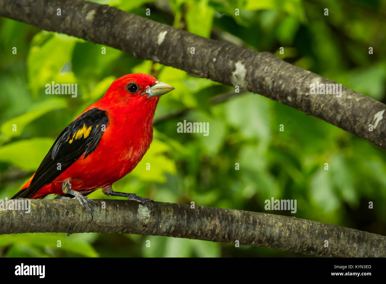 Ein Scarlet Tanager in der Zucht Gefieder Stockfoto