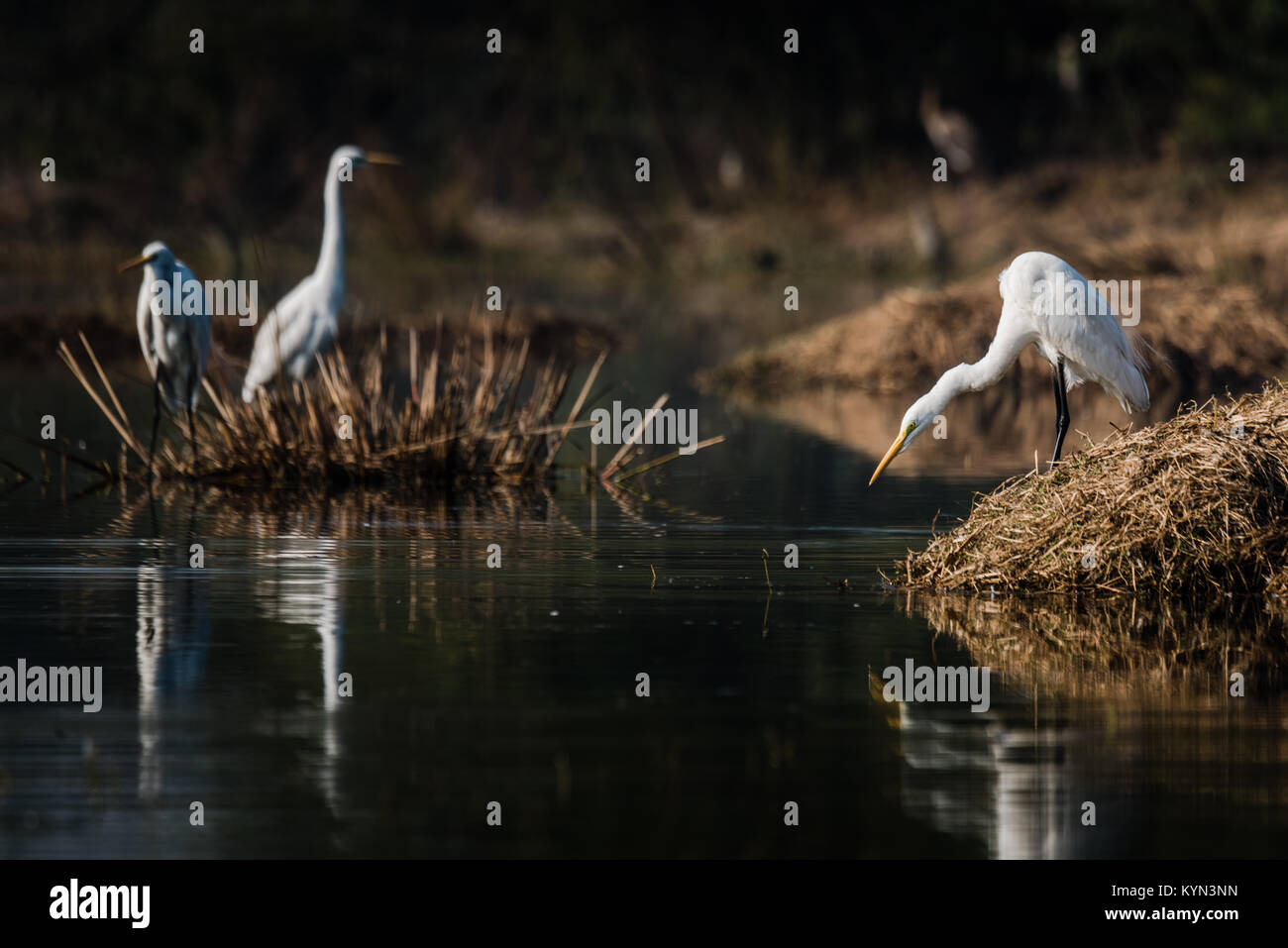 Egret konzentriert sich auf die Jagd seiner täglichen Nahrung bei Sultanpur See Stockfoto