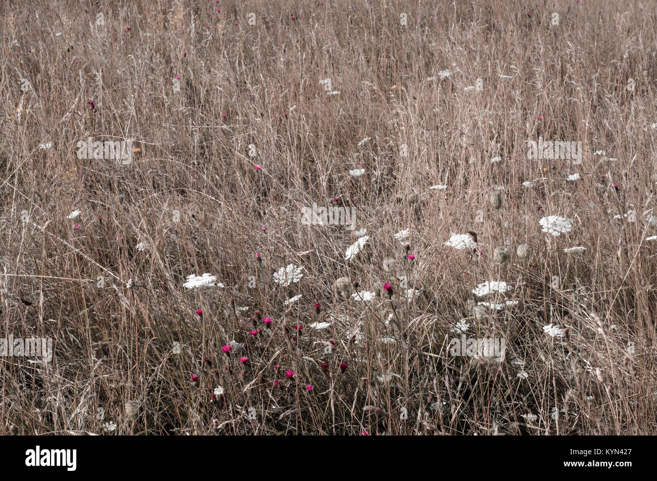 Wilde Gräser in der Wiese mit weissen, rosa und gelb blühende Pflanzen. Dürren, trockenen Auftritt in hellen Brauntönen. Stockfoto