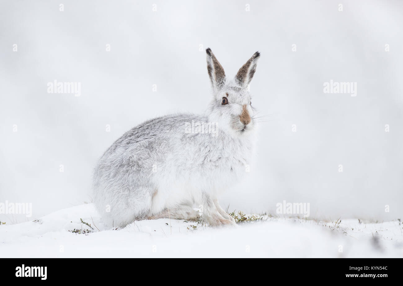 Schneehase - Fuchsjagd timidus auf schneebedeckten Hügeln Stockfoto
