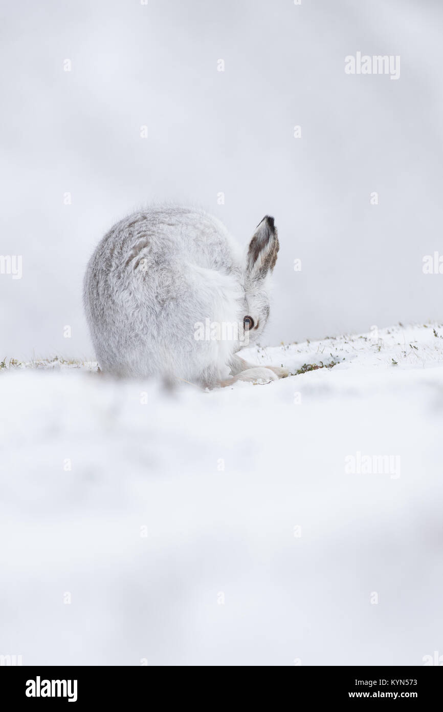 Schneehase - Fuchsjagd timidus auf schneebedeckten Hügeln Stockfoto