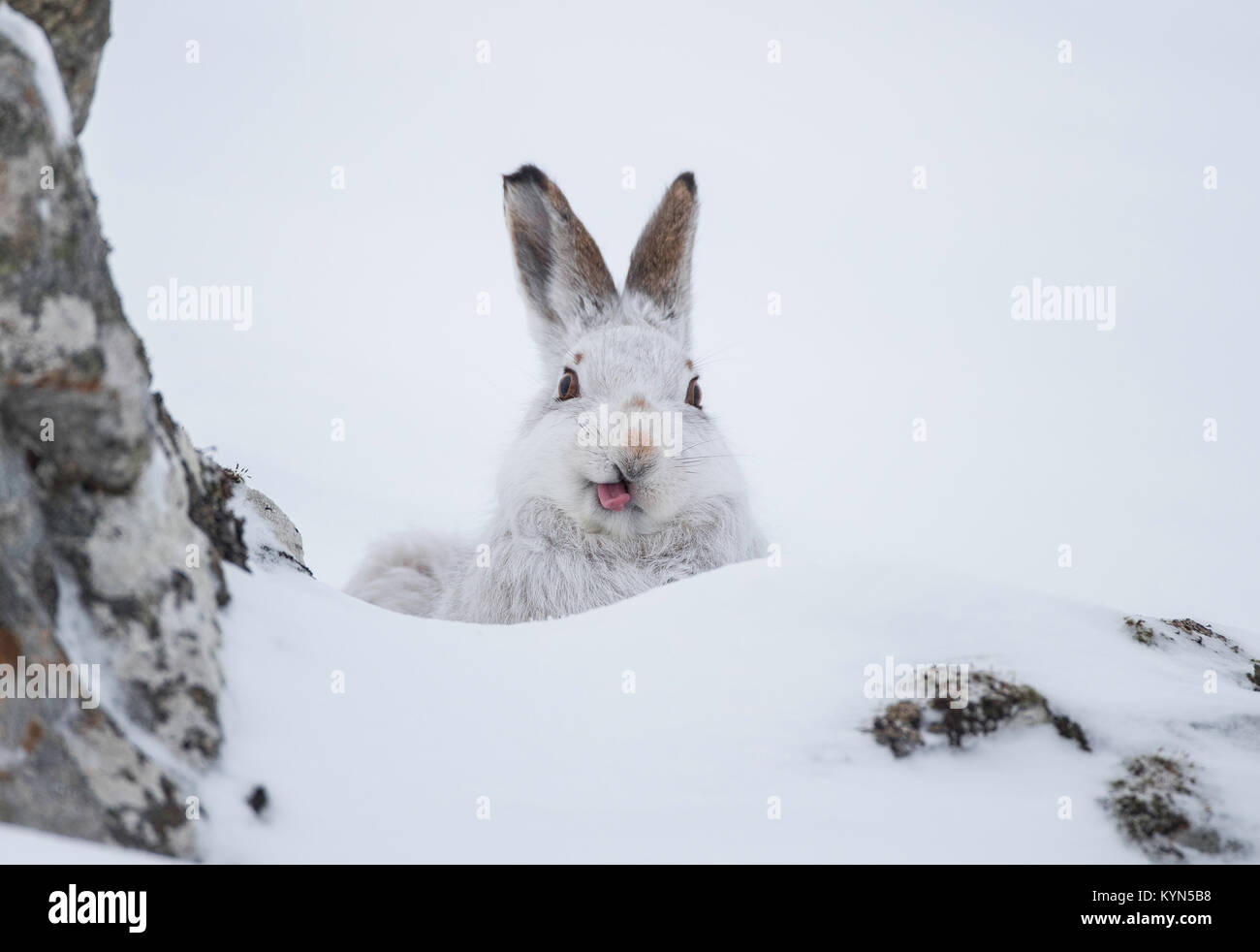 Schneehase - Fuchsjagd timidus auf schneebedeckten Hügeln Stockfoto