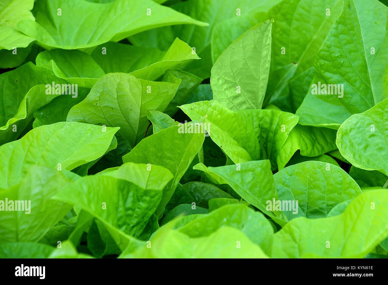 Nahaufnahme der helle grüne hosta Werk verlässt mit Regen fällt im Sommer Garten Stockfoto