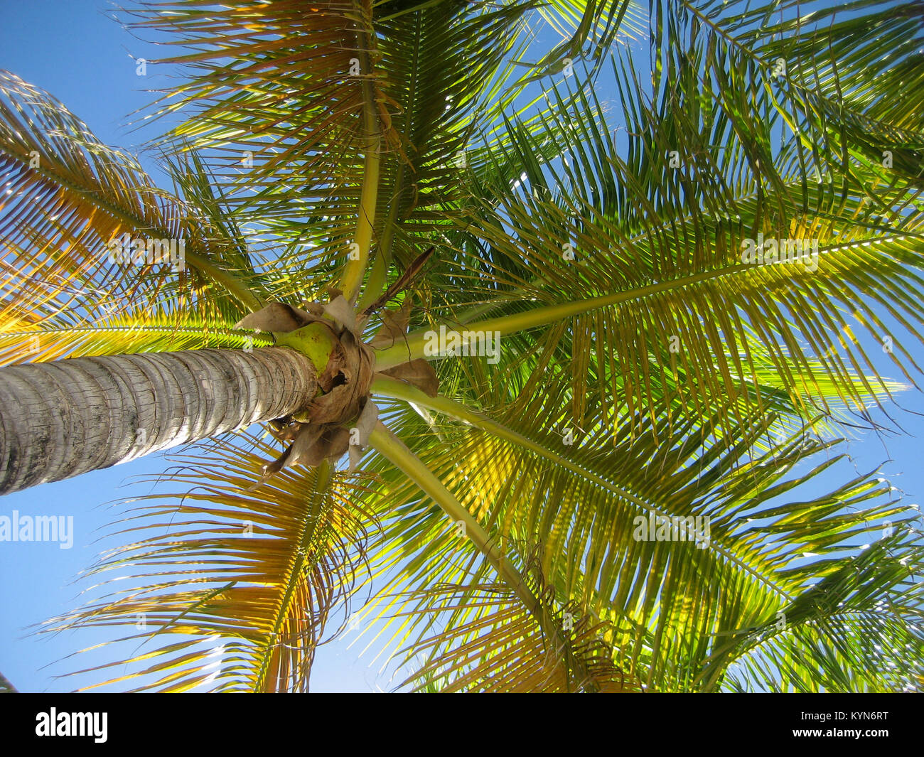Ein Tag in der Sonne unter Palmen in St. Barth Stockfoto