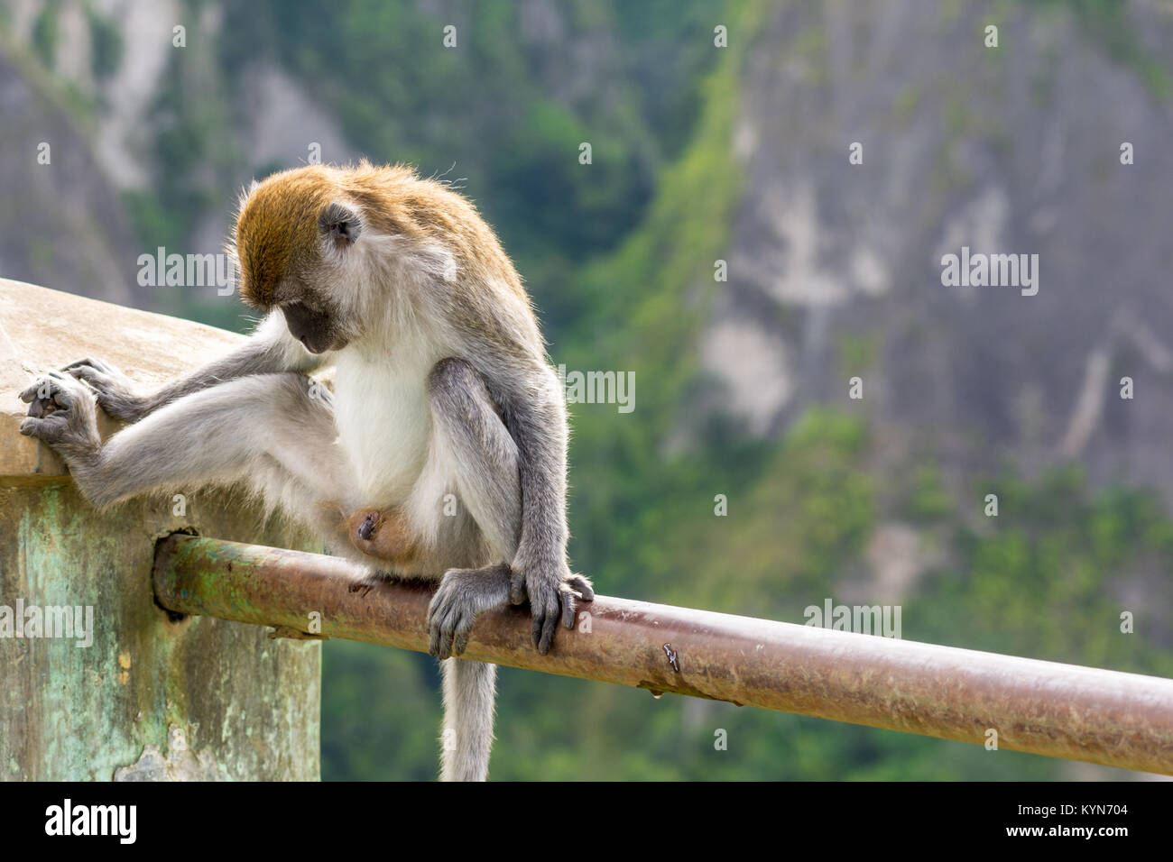 Eine städtische männlich macaque Affen auf einer Hand rail vor einem Tal fallen ihm Aussetzen selbst sitzt. Stockfoto