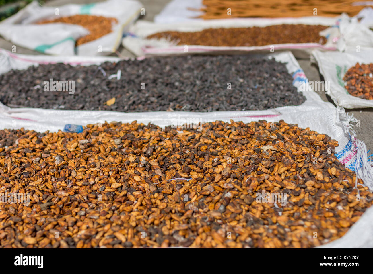 Kakaobohnen anderen Gewürzen, die auf der Straße in der Mittagssonne austrocknet. Stockfoto