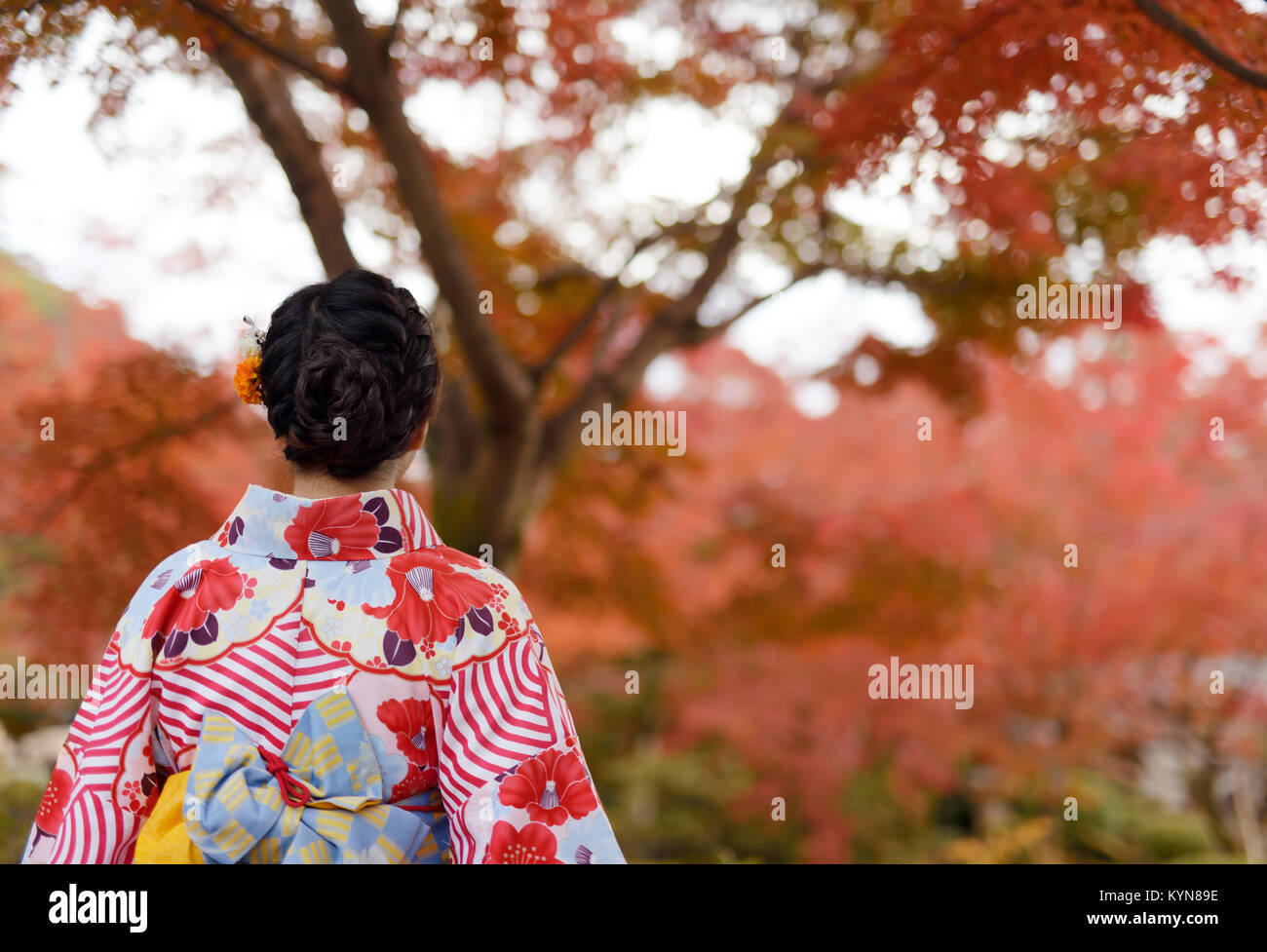 Führerschein und Fingerabdrücke auf MaximImages.com - die Rückseite einer japanischen Frau, die einen farbenfrohen Yukata Kimono trägt, der sich in der wunderschönen roten Herbstlandschaft in Kyoto färbt, Stockfoto