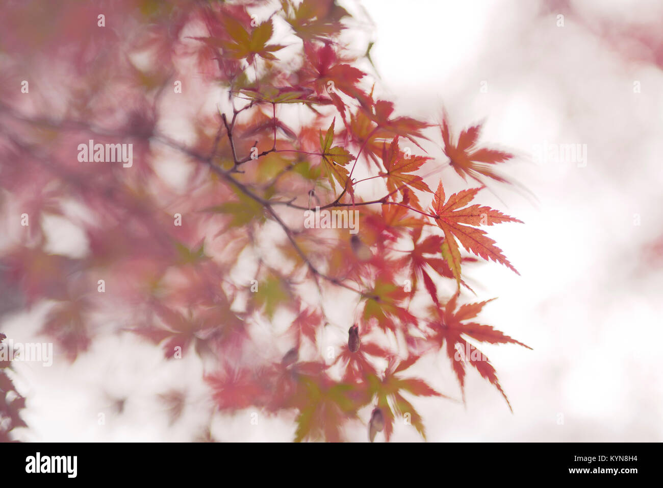 Führerschein und Drucke auf MaximImages.com - wunderschöne künstlerische Nahaufnahme von japanischem Ahorn, Acer Palmatum, rote Blätter im Herbstnebel auf weißem nebligen Backgrou Stockfoto