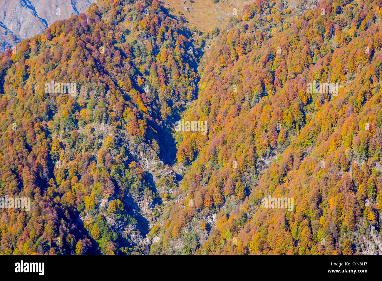 Wald im Herbst Farben, lagodechi National Park, Georgia Stockfoto