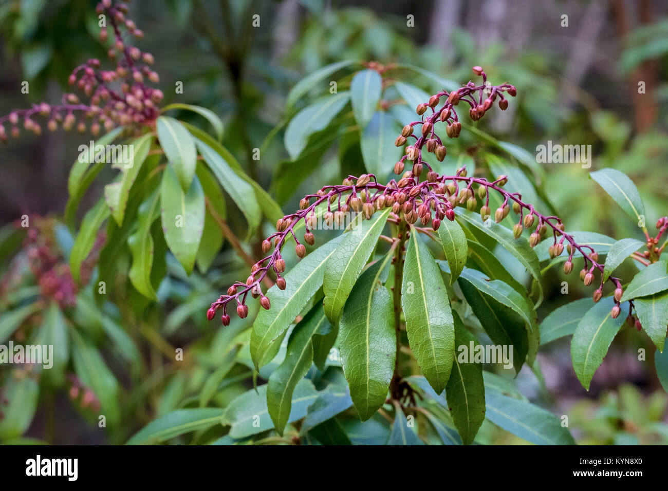 Eine Pieris (Maiglöckchen Strauch) blüht im Frühjahr in einem bewaldeten Garten, mit Clustern von roten Blumen, die später öffnen und Weiß. Stockfoto