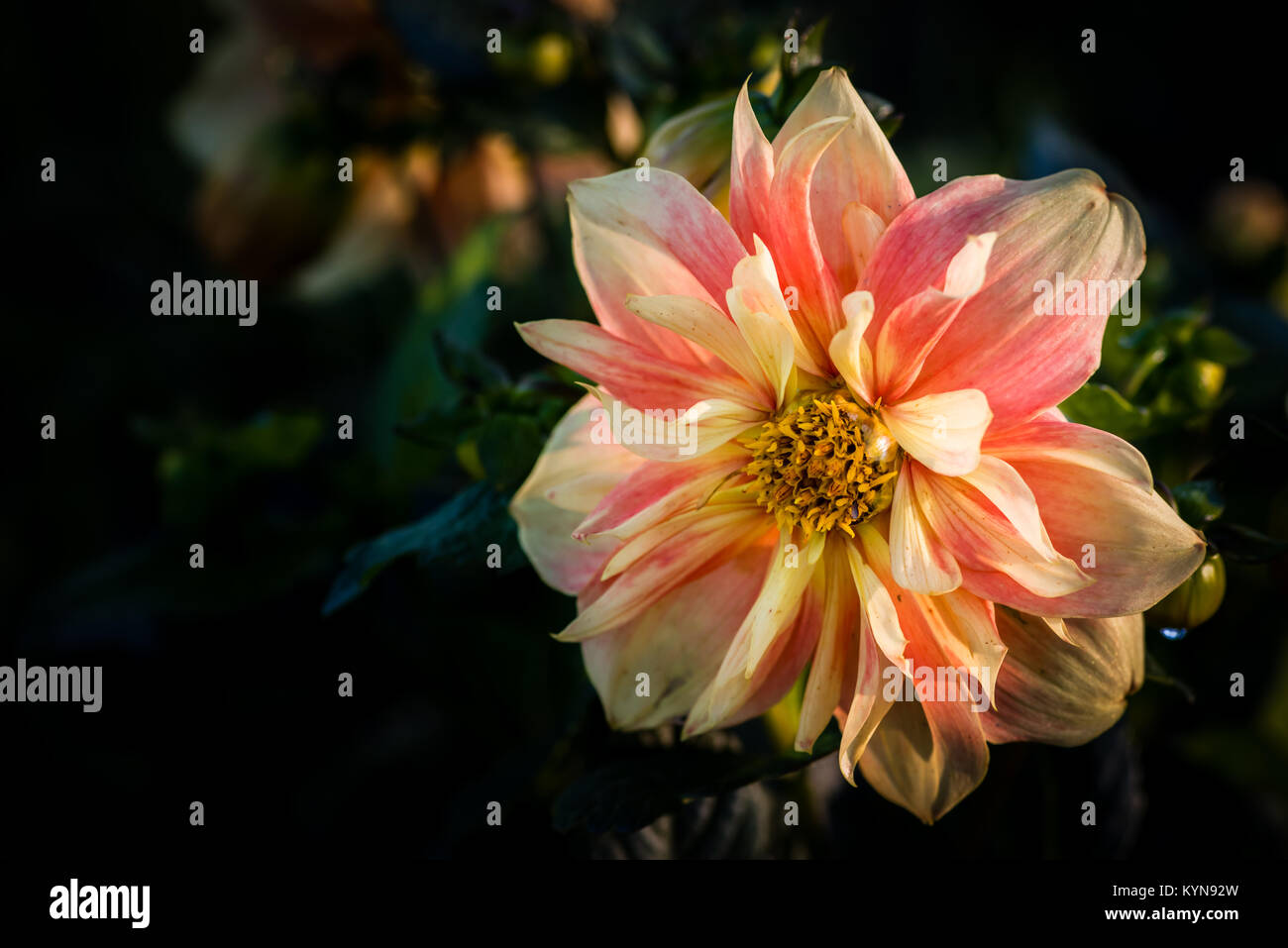 Dahlie mit dem Namen Apple Blossom, ein Collerette Dahlie (Col) - große, flache Blüten bilden einen einzigen äußeren Ring um eine Scheibe und die möglicherweise eine s überschneiden Stockfoto