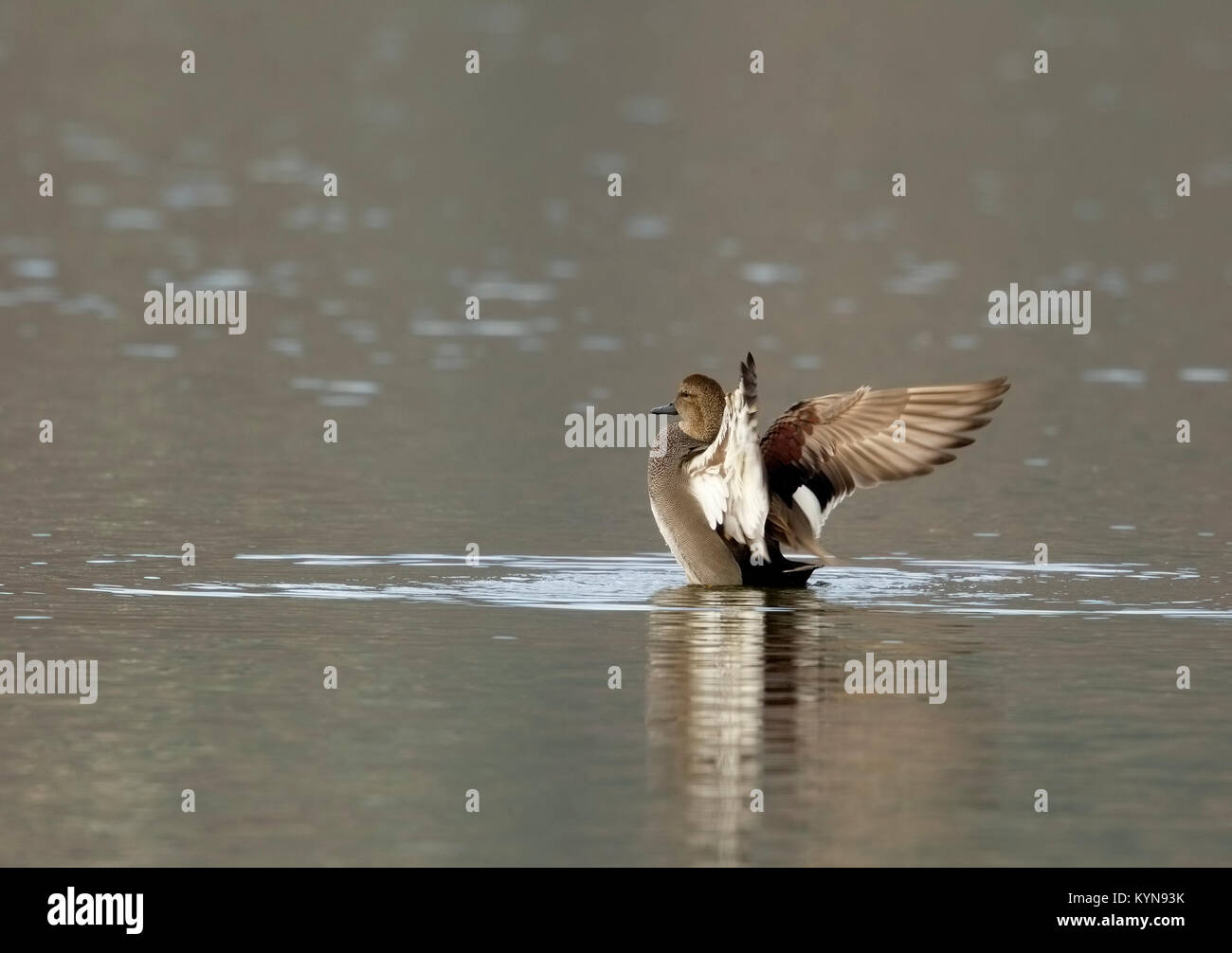 Schnatterente Drake Schlagflügel Stockfoto