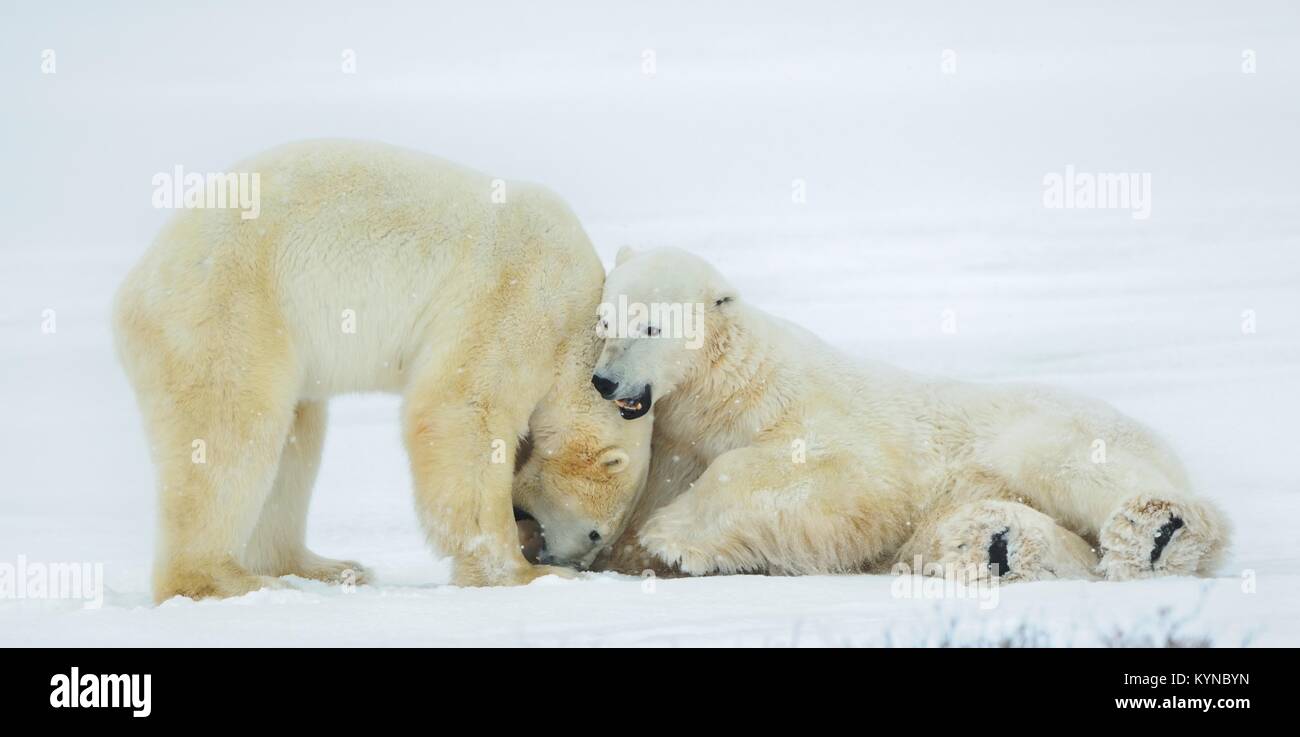 Kämpfende Eisbären (Ursus maritimus) auf dem Schnee. Arktischen Tundra. Stockfoto