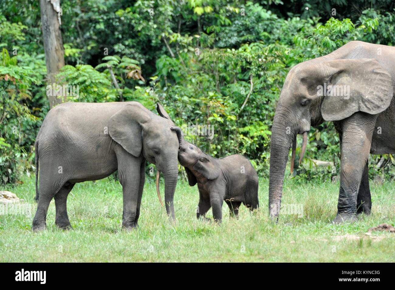 Der Elefant Kalb und elefantenkuh der Afrikanischen Wald Elefant, Loxodonta africana cyclotis. Auf der Dzanga Kochsalzlösung (eine Lichtung) Zentralafrikanische Stockfoto