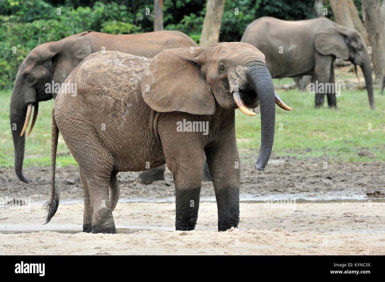 Die Afrikanischen Wald Elefant, Loxodonta africana cyclotis (Wald Wohnung Elefant) der Congo Basin. Auf der Dzanga Kochsalzlösung (a forest Clearing) Zentrale Stockfoto
