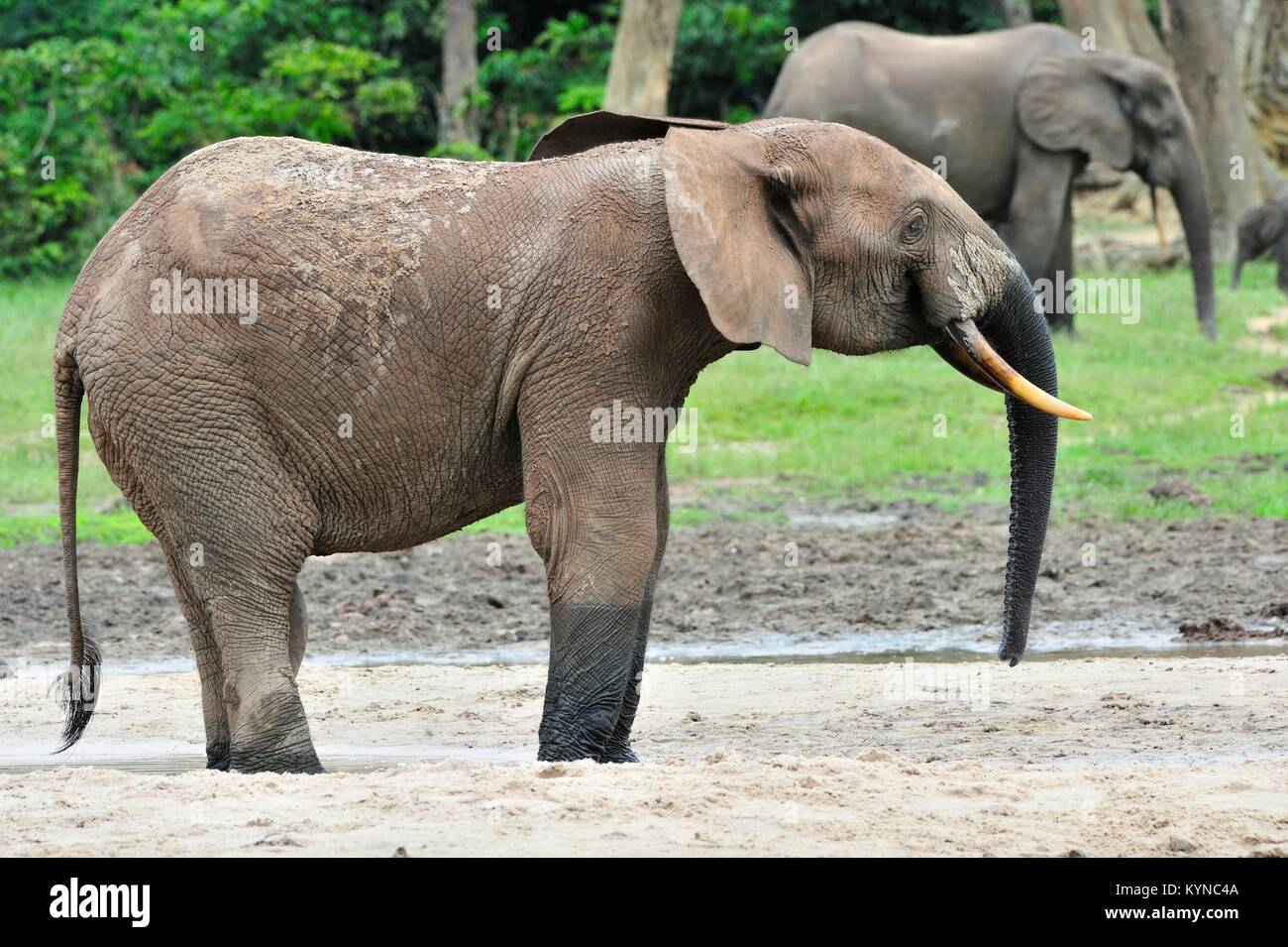 Die Afrikanischen Wald Elefant, Loxodonta africana cyclotis (Wald Wohnung Elefant) der Congo Basin. Auf der Dzanga Kochsalzlösung (a forest Clearing) Zentrale Stockfoto