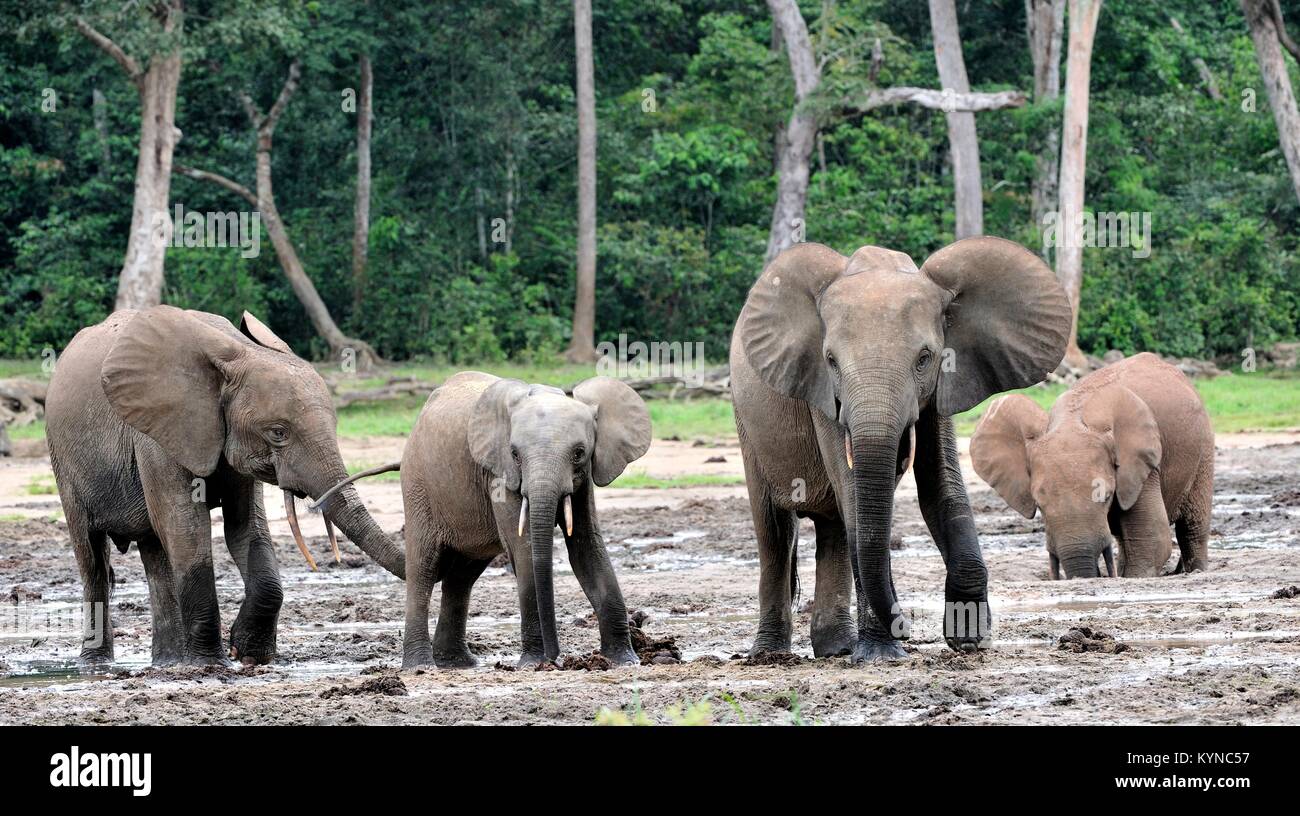 Die Afrikanischen Wald Elefant, Loxodonta africana cyclotis (Wald Wohnung Elefant) der Congo Basin. Auf der Dzanga Kochsalzlösung (a forest Clearing) Zentrale Stockfoto