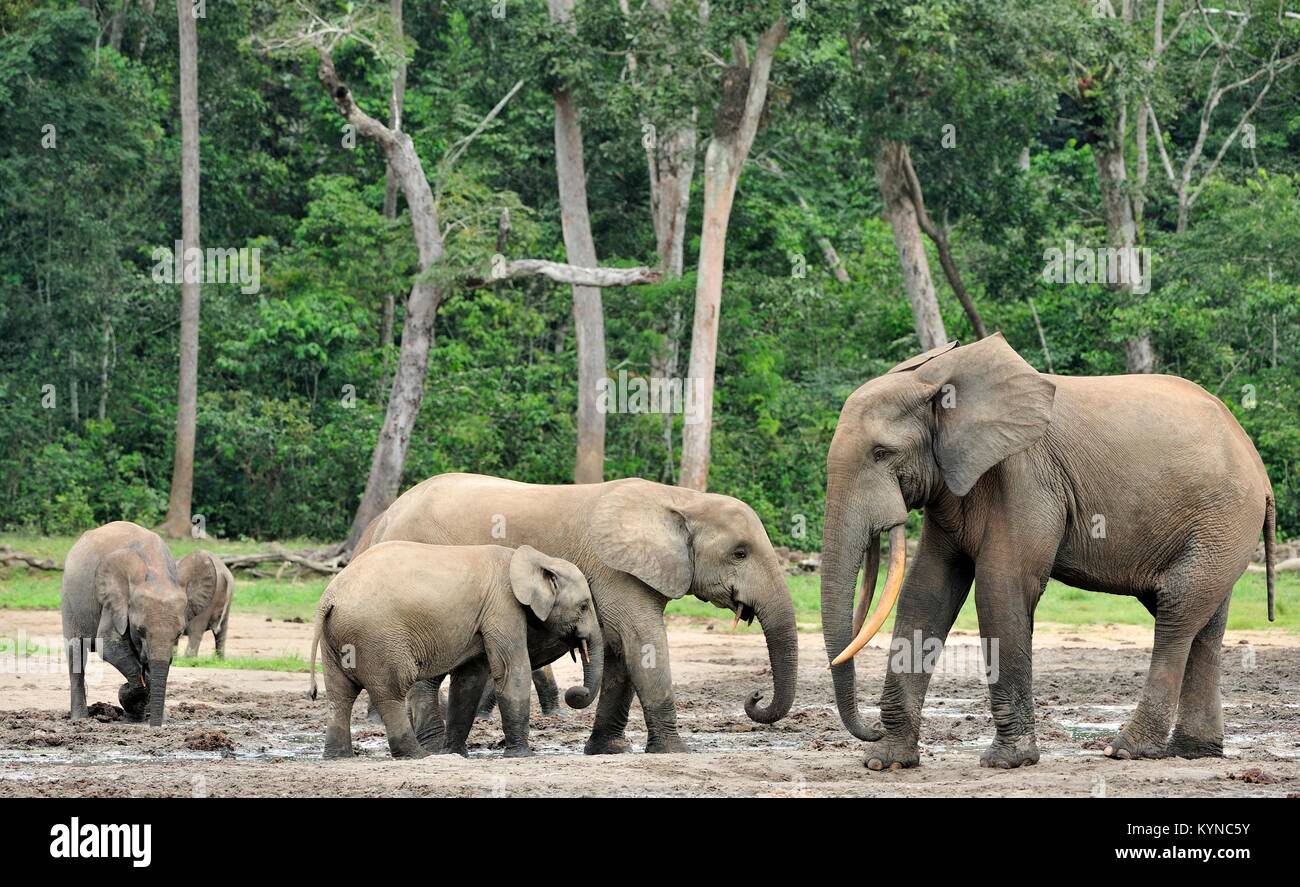 Die Afrikanischen Wald Elefant, Loxodonta africana cyclotis (Wald Wohnung Elefant) der Congo Basin. Auf der Dzanga Kochsalzlösung (a forest Clearing) Zentrale Stockfoto