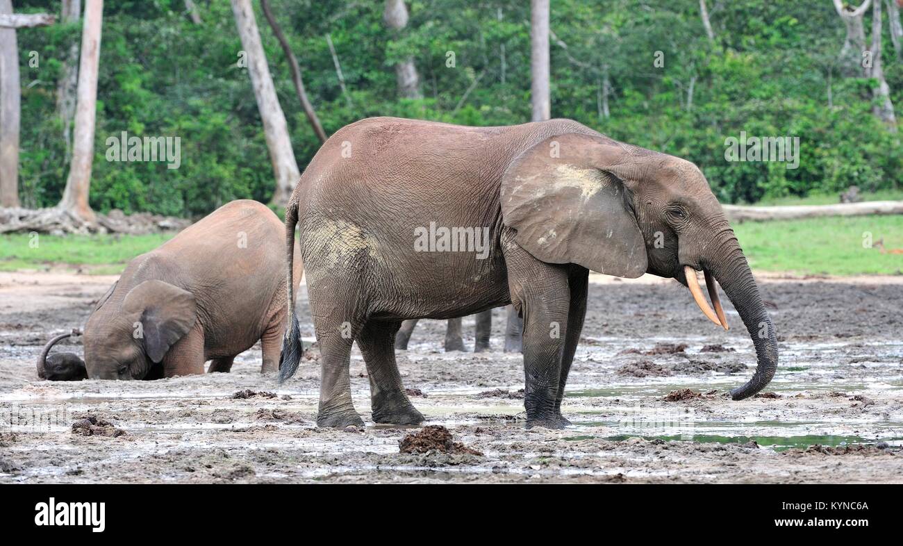 Die Afrikanischen Wald Elefant, Loxodonta africana cyclotis (Wald Wohnung Elefant) der Congo Basin. Auf der Dzanga Kochsalzlösung (a forest Clearing) Zentrale Stockfoto