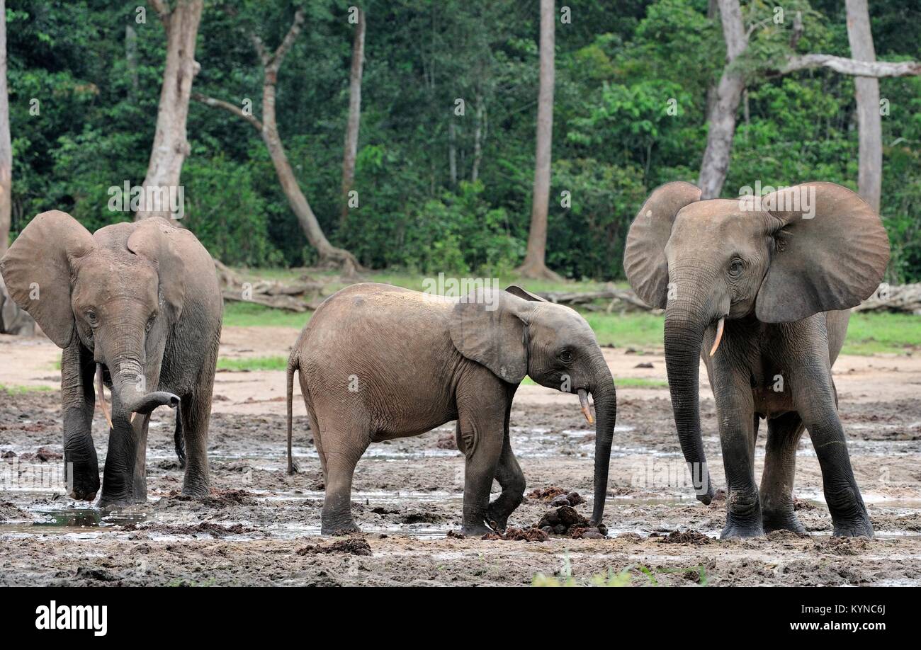 Die Afrikanischen Wald Elefant, Loxodonta africana cyclotis (Wald Wohnung Elefant) der Congo Basin. Auf der Dzanga Kochsalzlösung (a forest Clearing) Zentrale Stockfoto