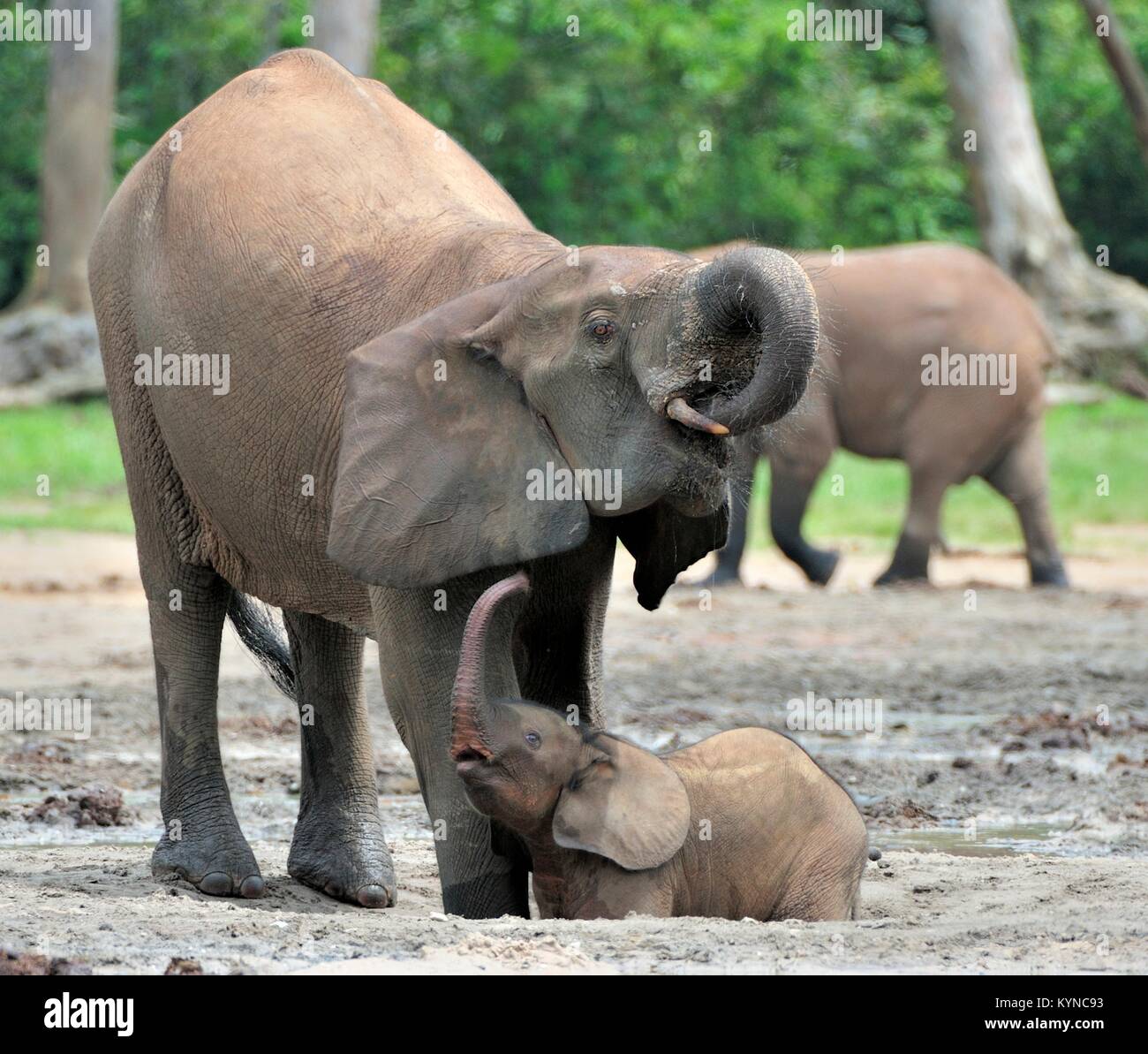 Der Elefant Kalb und elefantenkuh der Afrikanischen Wald Elefant, Loxodonta africana cyclotis. Auf der Dzanga Kochsalzlösung (eine Lichtung) Zentralafrikanische Stockfoto