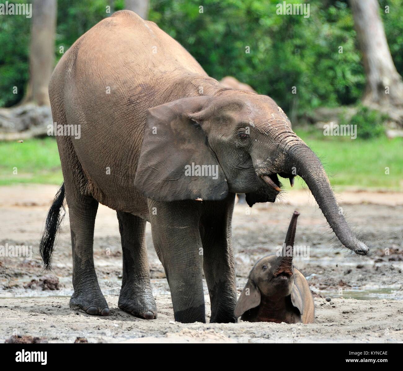 Der Elefant Kalb und elefantenkuh der Afrikanischen Wald Elefant, Loxodonta africana cyclotis. Auf der Dzanga Kochsalzlösung (eine Lichtung) Zentralafrikanische Stockfoto