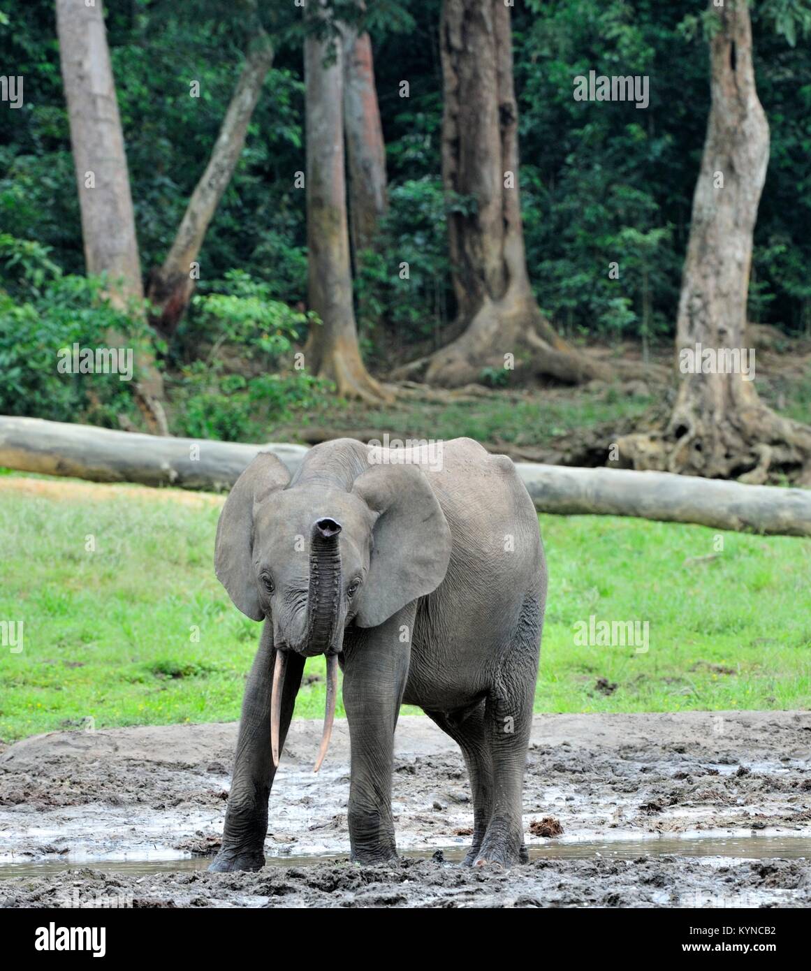 Die Afrikanischen Wald Elefant, Loxodonta africana cyclotis (Wald Wohnung Elefant) der Congo Basin. Auf der Dzanga Kochsalzlösung (a forest Clearing) Zentrale Stockfoto
