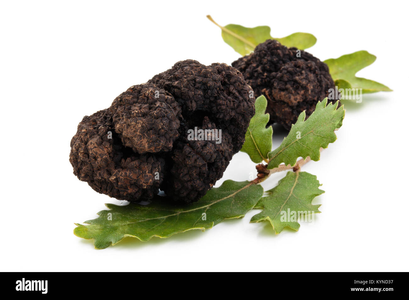 Closeup Schuß von schwarzen Trüffeln und Eichenlaub auf weißem Hintergrund. Stockfoto