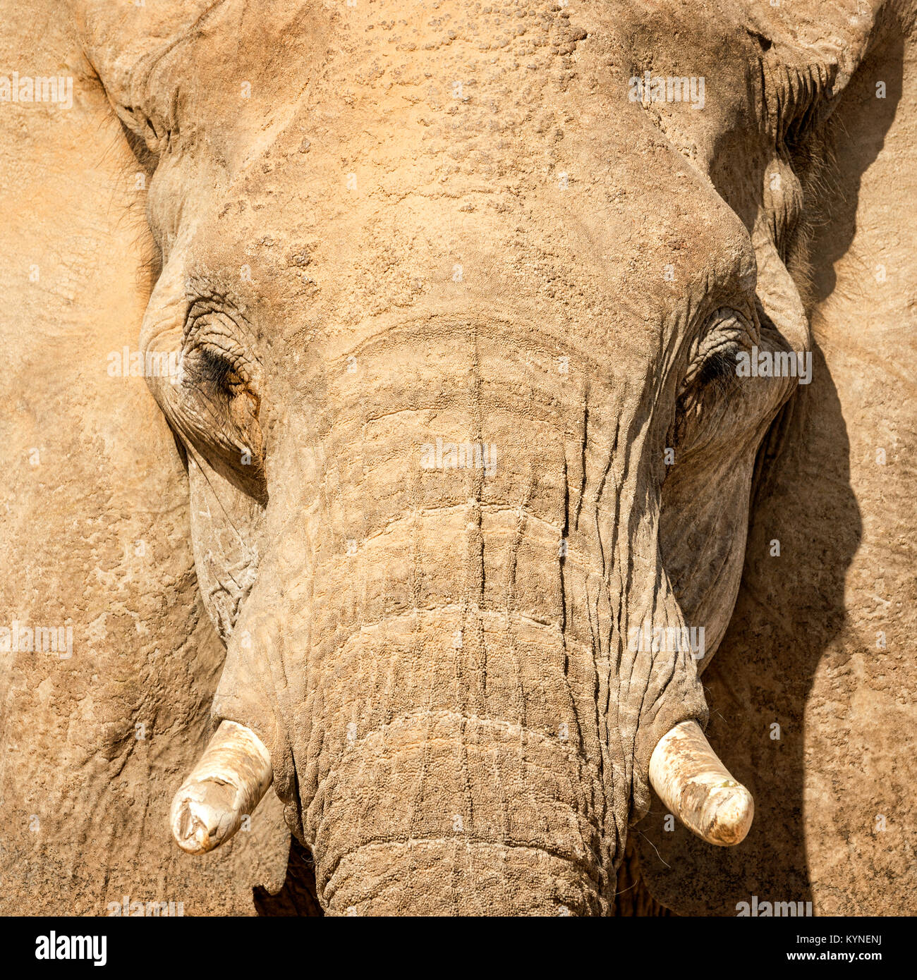 Nahaufnahme der Kopf eines erwachsenen Wüste angepasst Elefant in Namibia. Stockfoto