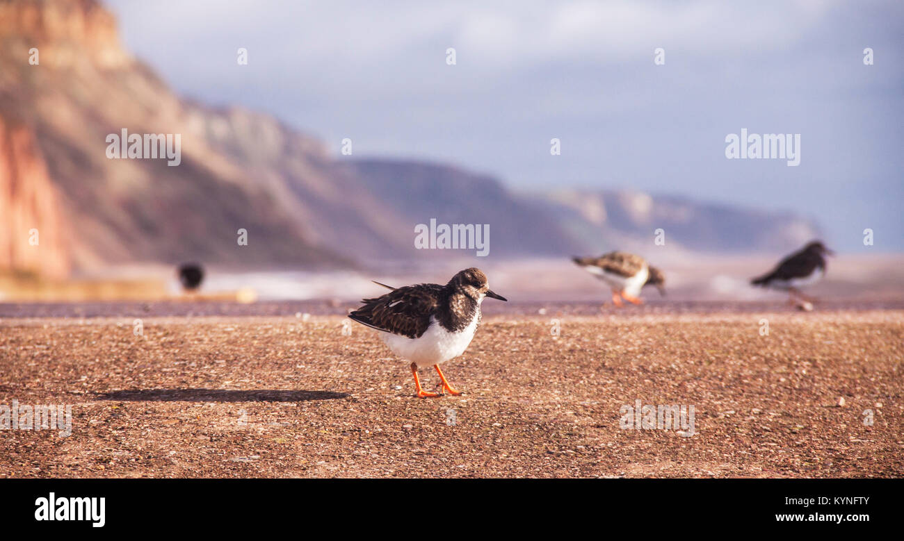 Steinwältzer (Arenaria in der Familie Scolopacidae) auf der Strandpromenade in Honiton, Devon. Stockfoto