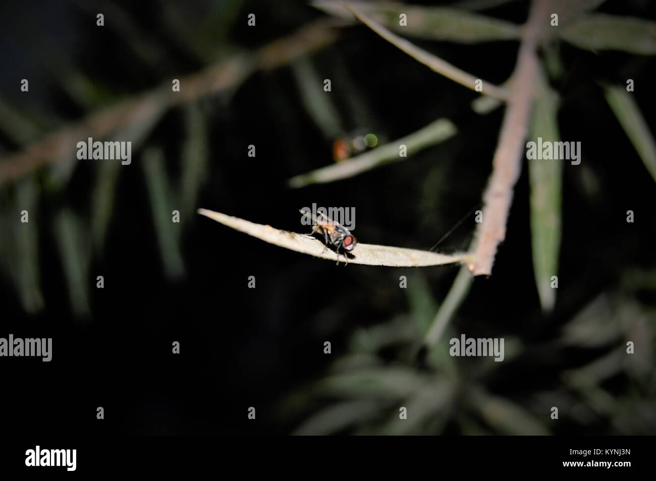 Ein Makro von Nikon D3200 ruht der Schwerpunkt fliegt in der Mitte der Winter in der Nacht Stockfoto