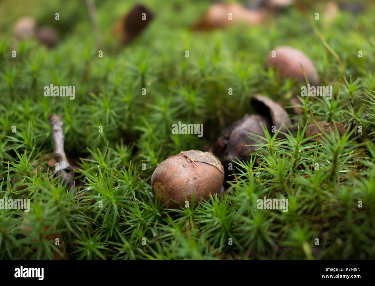 Eicheln in einer Moss in einem Wald Stockfoto
