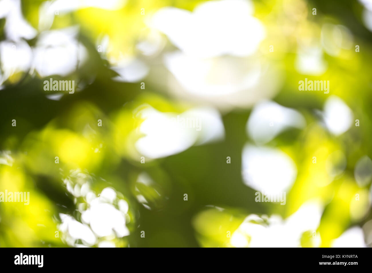 Grüne bokeh Hintergrund. Blur Bild der Garten in sonniger Tag. Natürliche Hintergrund Konzept. Stockfoto