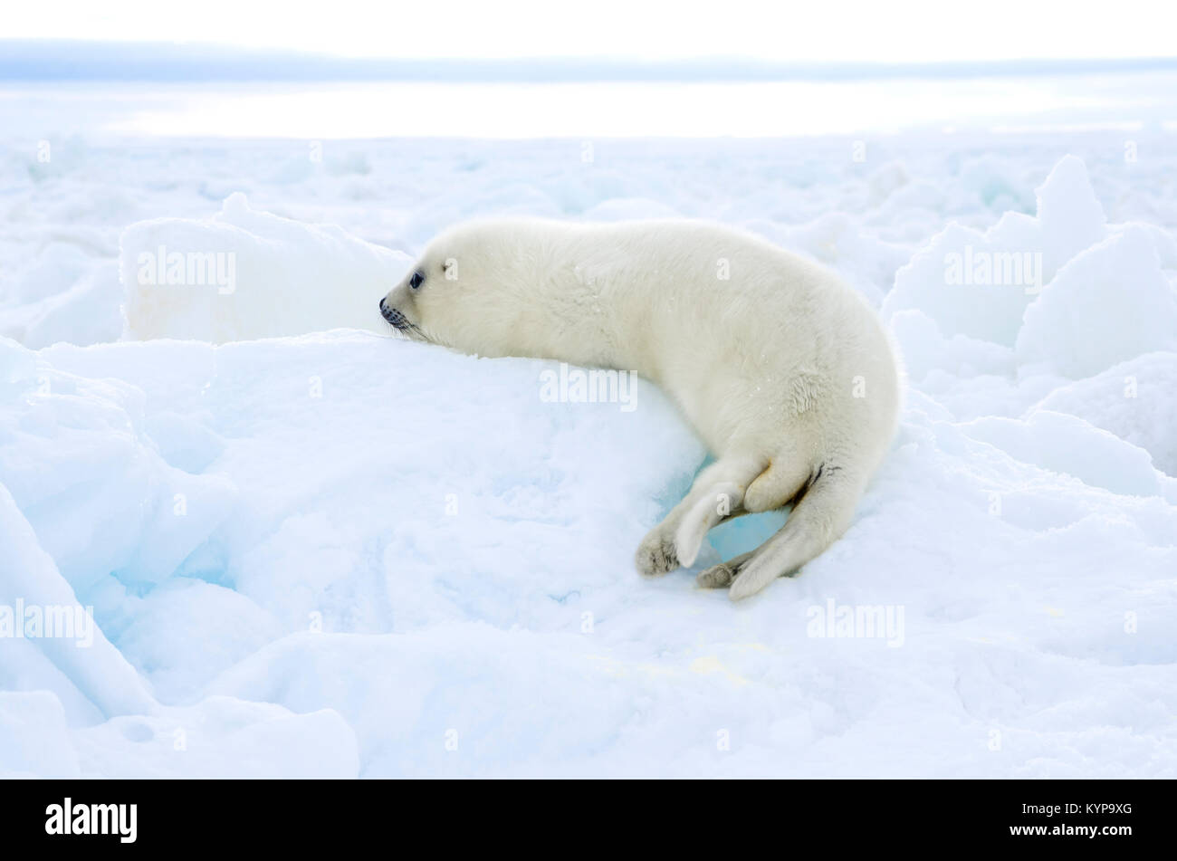 Hatchling" der Sattelrobben. Weißen Fell Baby auf weißes Eis. Russland, das Weiße Meer Stockfoto