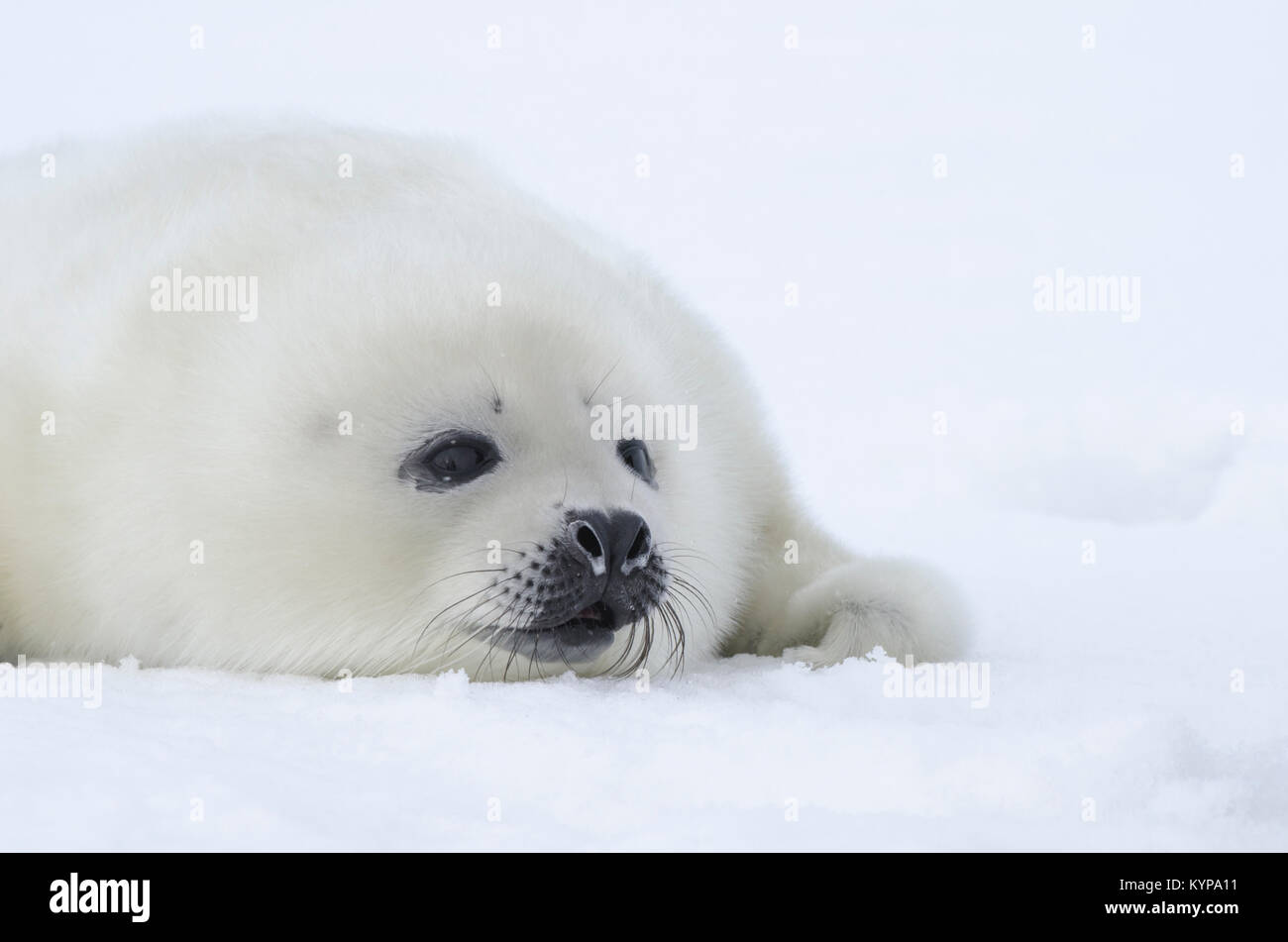 Hatchling" der Sattelrobben. Weißen Fell Baby auf weißes Eis. Russland, das Weiße Meer Stockfoto