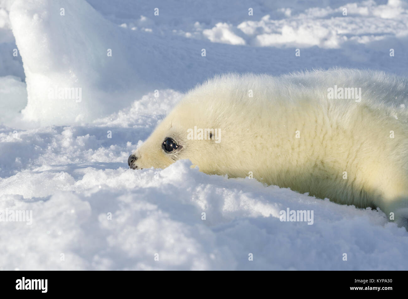 Hatchling" der Sattelrobben. Weißen Fell Baby auf weißes Eis. Russland, das Weiße Meer Stockfoto