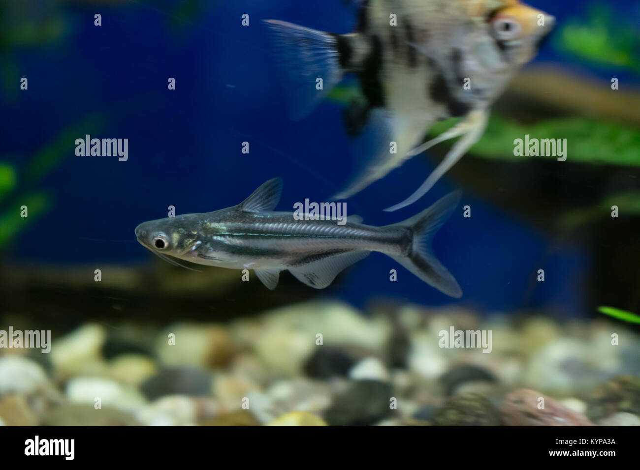 Schlangenhai Stockfotos Und Bilder Kaufen Alamy