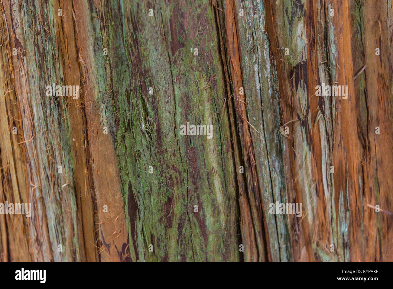 Die Rinde am Stamm einer Himalayan Wacholderbeeren (Juniperus recurva) Stockfoto
