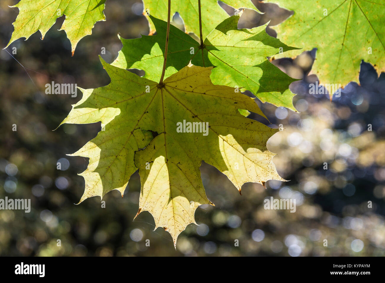 Die Blätter des Spitzahorn (Acer negundo) im Herbst Stockfoto