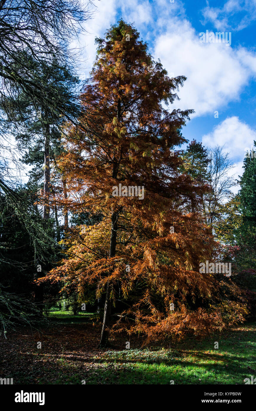 Swamp Cypress (Distichum Taxodium distichum) im Herbst Stockfoto