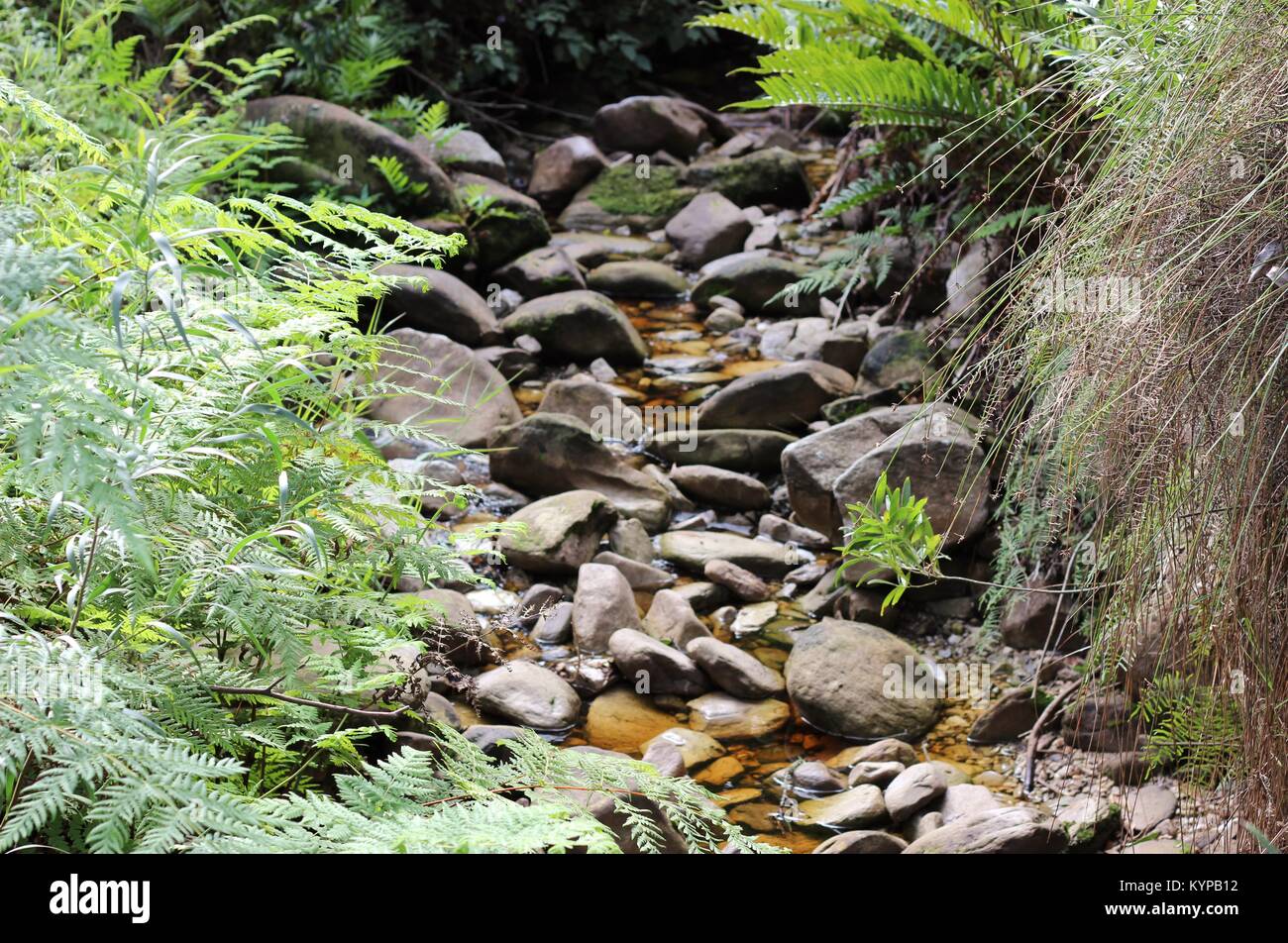Ruhige, stream, Garden Route Stockfoto