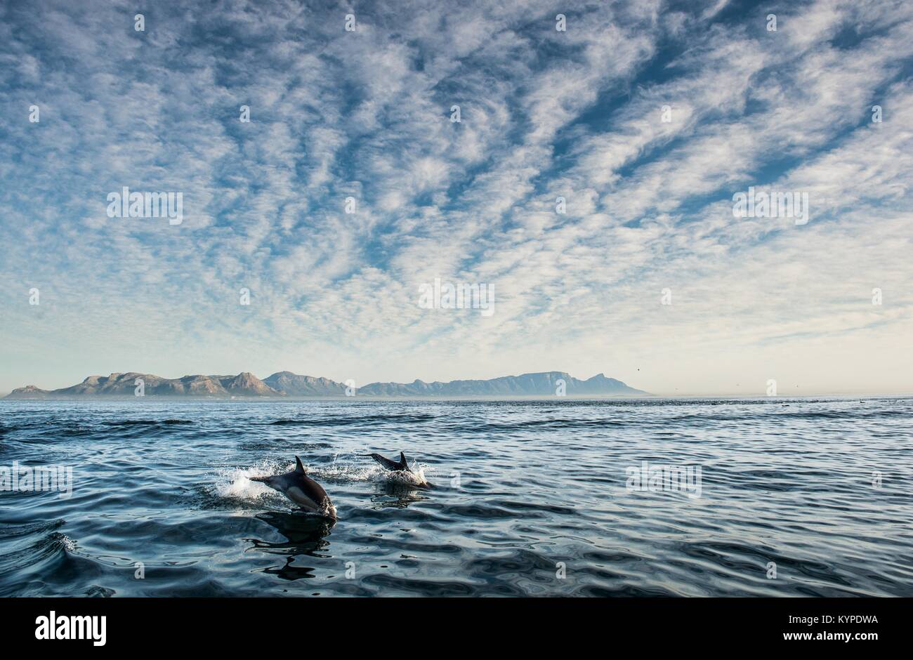 Gruppe von Delphinen, Schwimmen im Meer und auf der Jagd nach Fischen. Delphinen schwimmen und springen aus dem Wasser. Die lange-beaked Common dolphin (Wissenschaftliche na Stockfoto