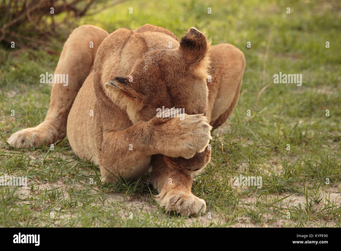 Löwin Stockfoto