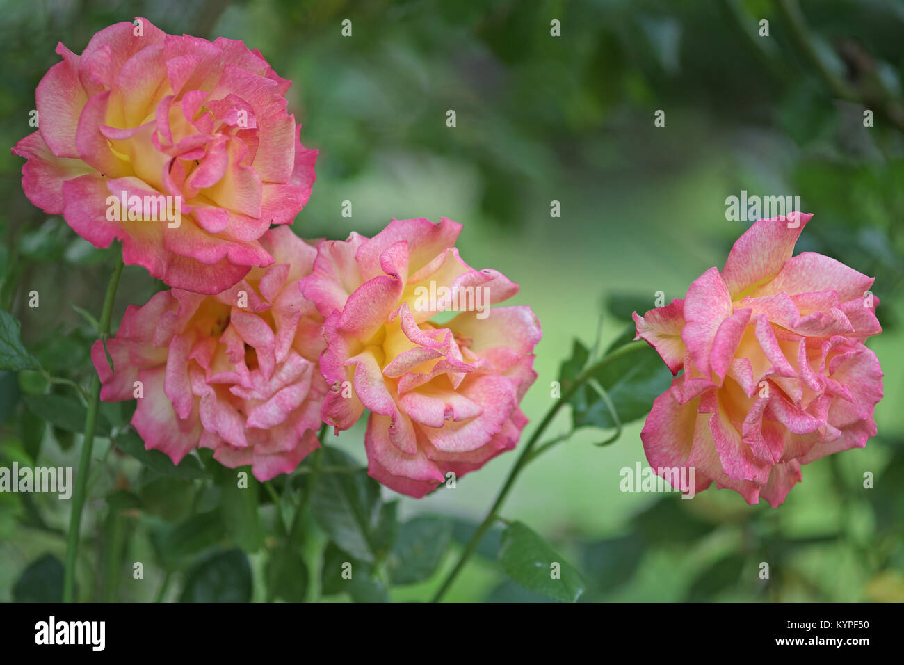 Eine Gruppe von rosa und gelben Rosen Stockfoto