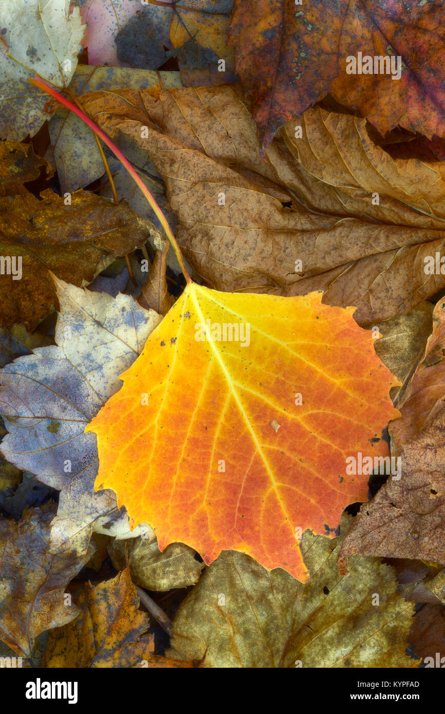 Lebendige birke Blatt liegt entlang einer Spur in Acadia National Park in Maine Stockfoto