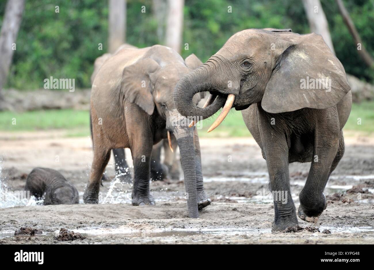 Die Afrikanischen Wald Elefant, Loxodonta africana cyclotis (Wald Wohnung Elefant) der Congo Basin. Auf der Dzanga Kochsalzlösung (a forest Clearing) Zentrale Stockfoto