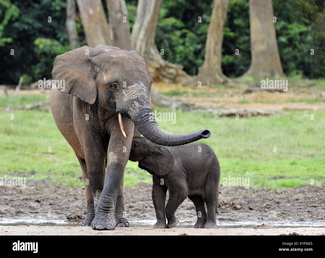 Die Afrikanischen Wald Elefant, Loxodonta africana cyclotis (Wald Wohnung Elefant) der Congo Basin. Auf der Dzanga Kochsalzlösung (a forest Clearing) Zentrale Stockfoto