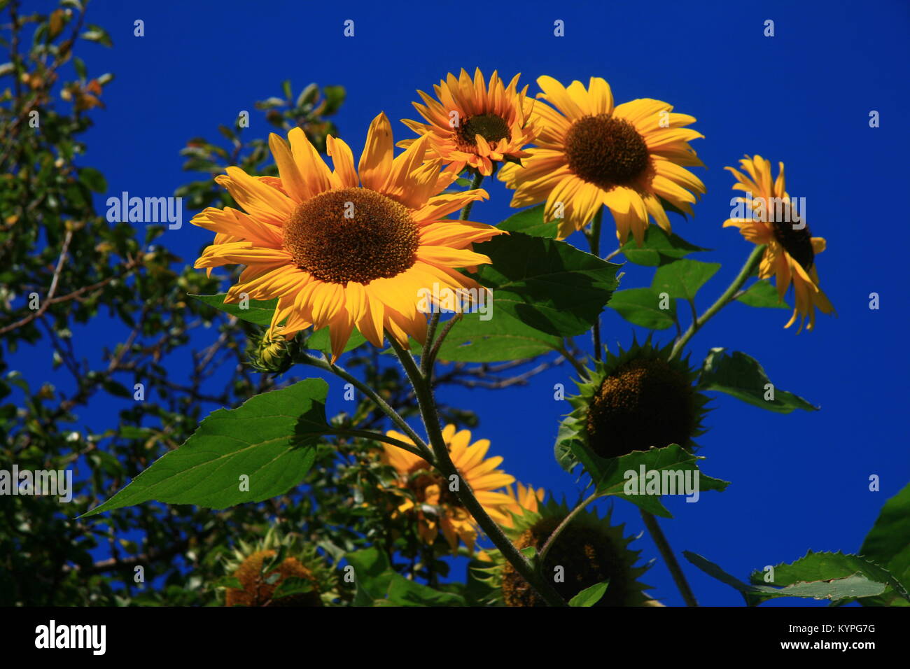 Gemeinsame Sonnenblume (Helian annuus) gegen einen dunklen blauen Himmel gesehen Stockfoto
