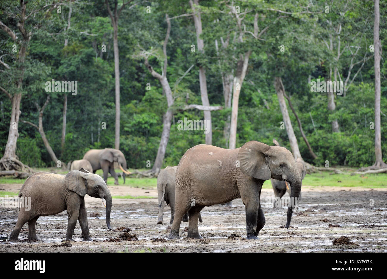 Die Afrikanischen Wald Elefant, Loxodonta africana cyclotis (Wald Wohnung Elefant) der Congo Basin. Auf der Dzanga Kochsalzlösung (a forest Clearing) Zentrale Stockfoto